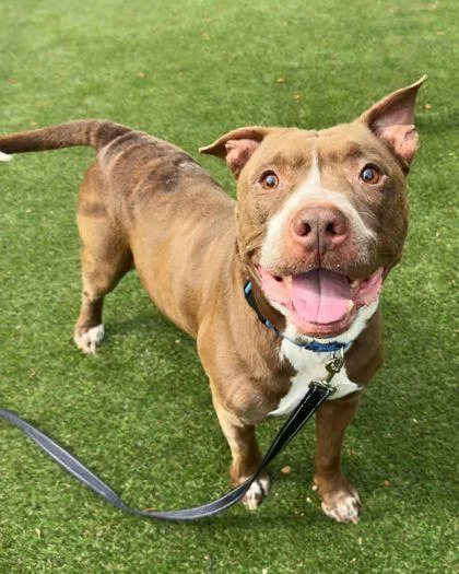 Pork Rind thumbnail 3