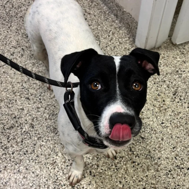 An adult medium-sized female White / Cream Jack Russell Terrier dog named Jazzy for adoption in Clearwater, FL