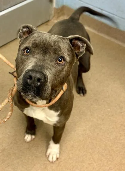An adult large-sized male Mixed Breed dog named Peanut for adoption in Chamblee, GA