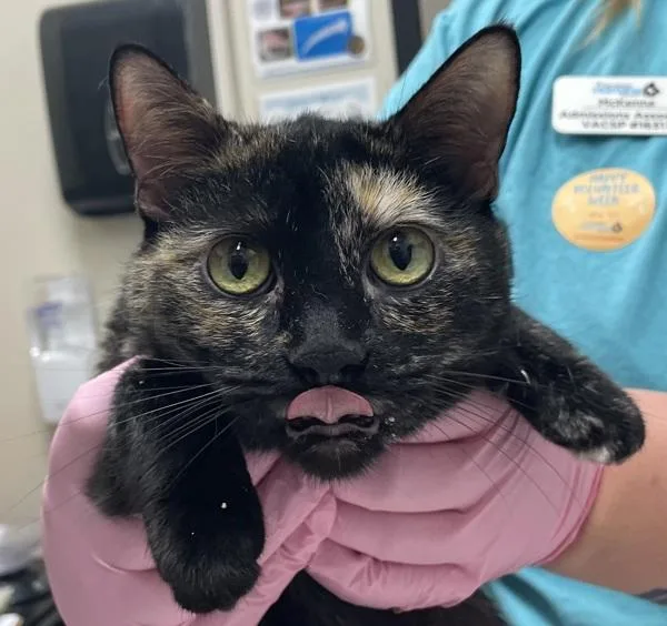 A senior small-sized female Domestic Short Hair cat named Zoey for adoption in El Cajon, CA