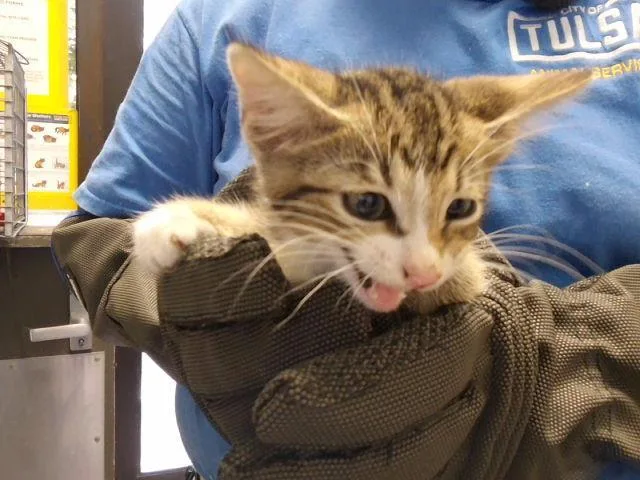 A baby small-sized male Domestic Short Hair cat named Wallice for adoption in Tulsa, OK
