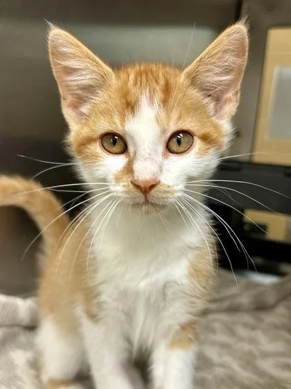 A baby medium-sized male Orange / Red Domestic Short Hair cat named Metro Man for adoption in Wichita, KS