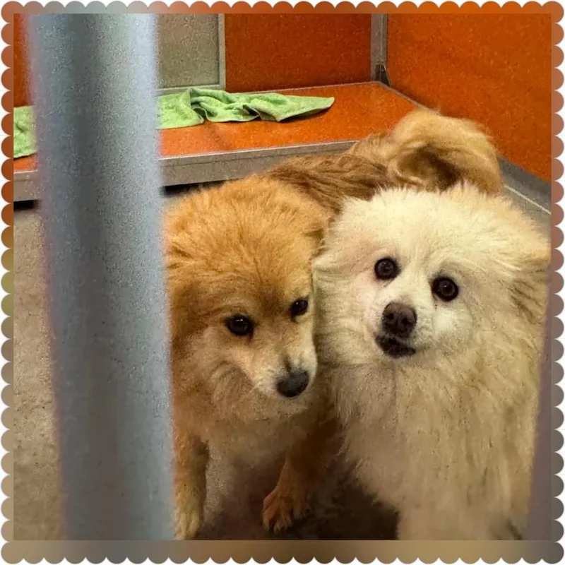 Lorita D thumbnail 3