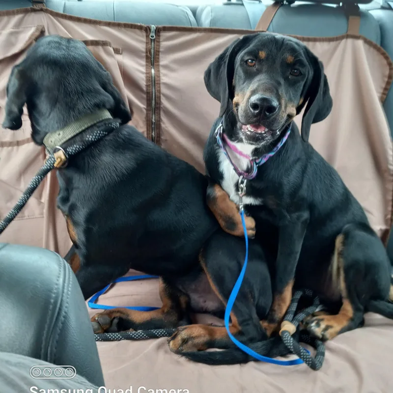 Penny Aka Pink thumbnail 3