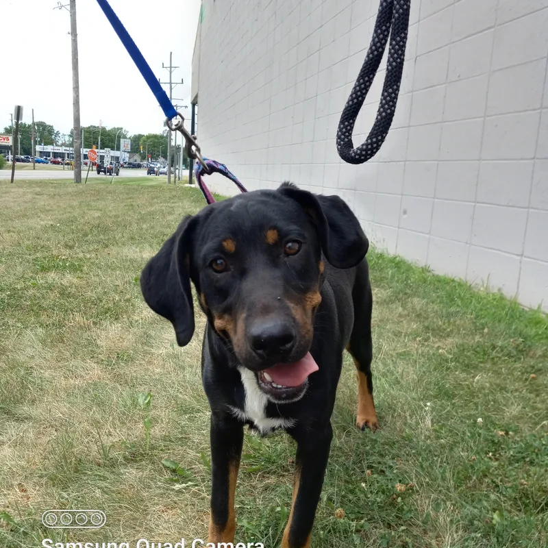 Penny Aka Pink thumbnail 4