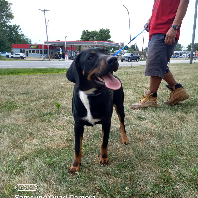 Penny Aka Pink thumbnail 5