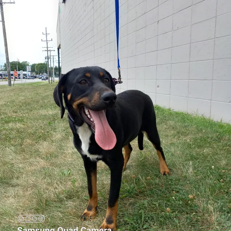 Penny Aka Pink thumbnail 6