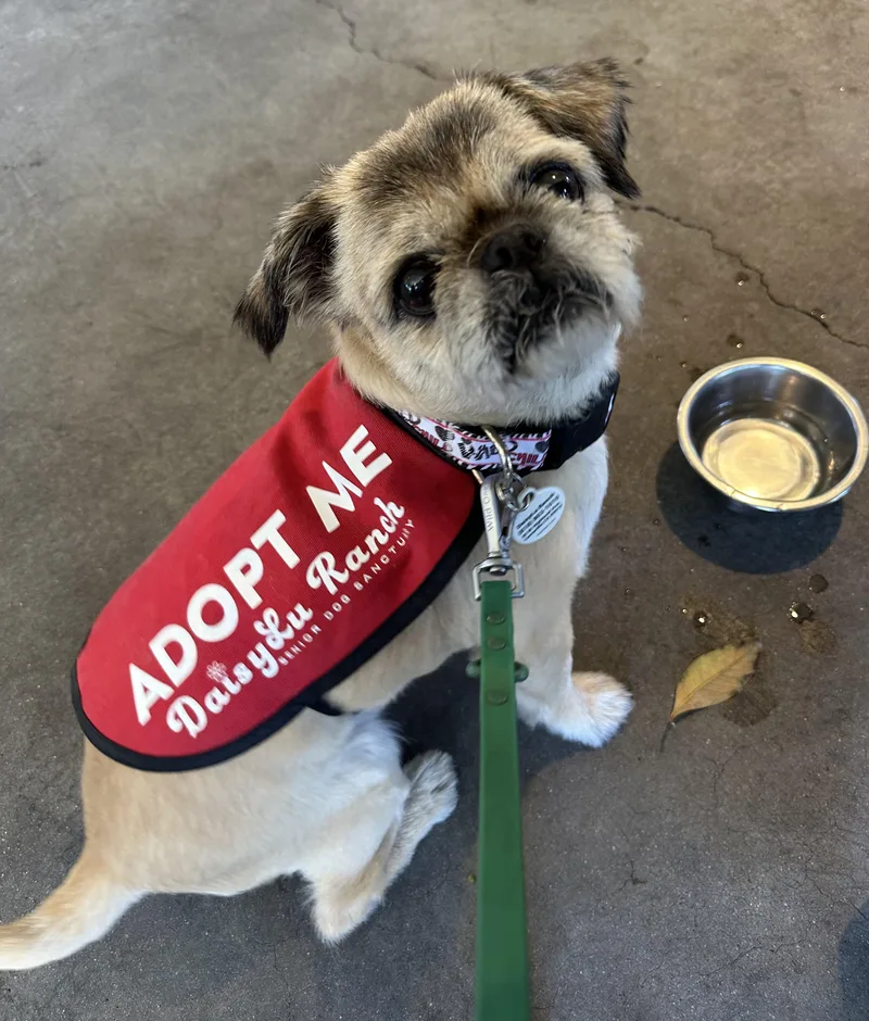 A senior small-sized male Pug dog named Fuzzy for adoption in Camarillo, CA