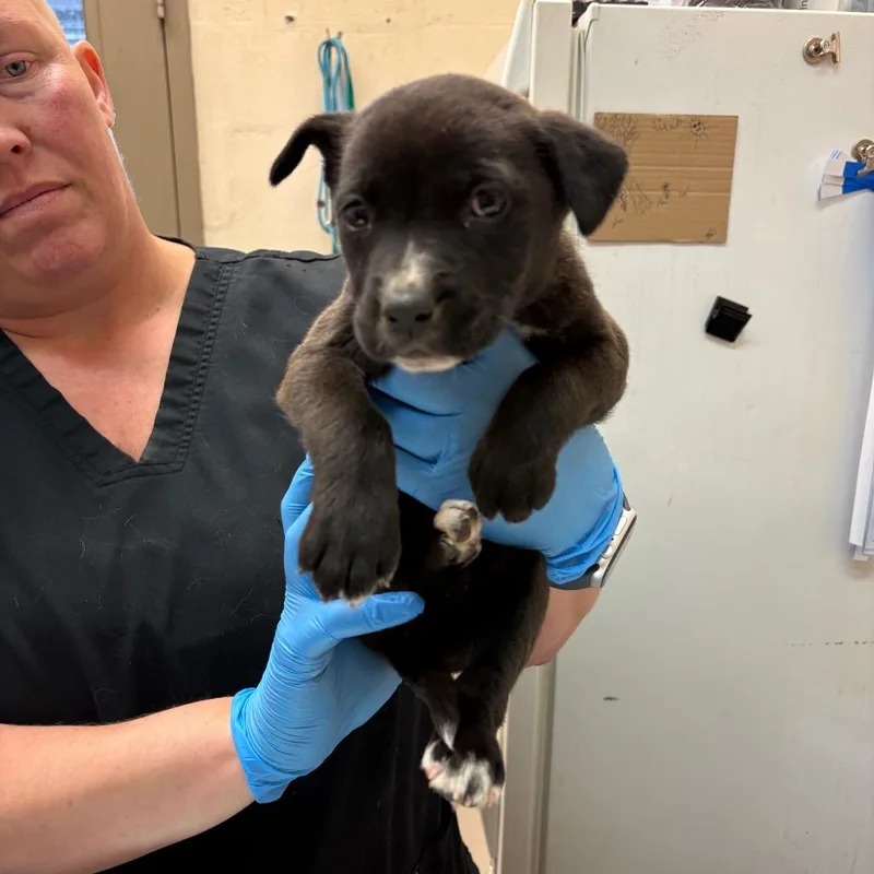 A baby small-sized female Black Pit Bull Terrier dog named Toni for adoption in Birmingham, AL