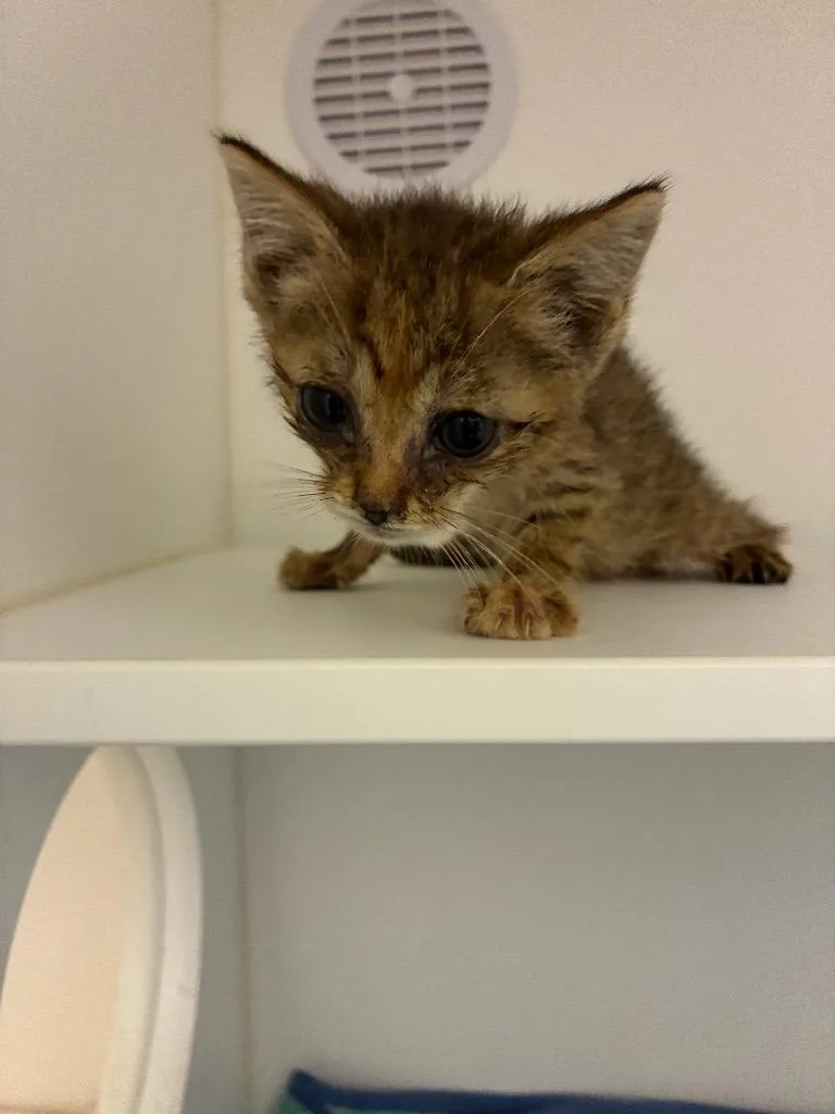 A baby large-sized female Domestic Short Hair cat named Wanda for adoption in Oxford, NC
