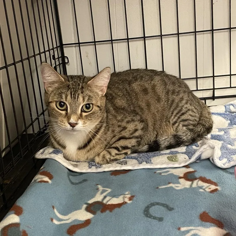 An adult large-sized female Brown / Chocolate Domestic Short Hair cat named Tippi for adoption in Spokane, WA