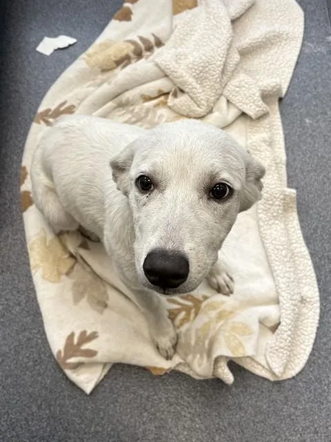 A young medium-sized female Mixed Breed dog named Kelly for adoption in Dallas, TX