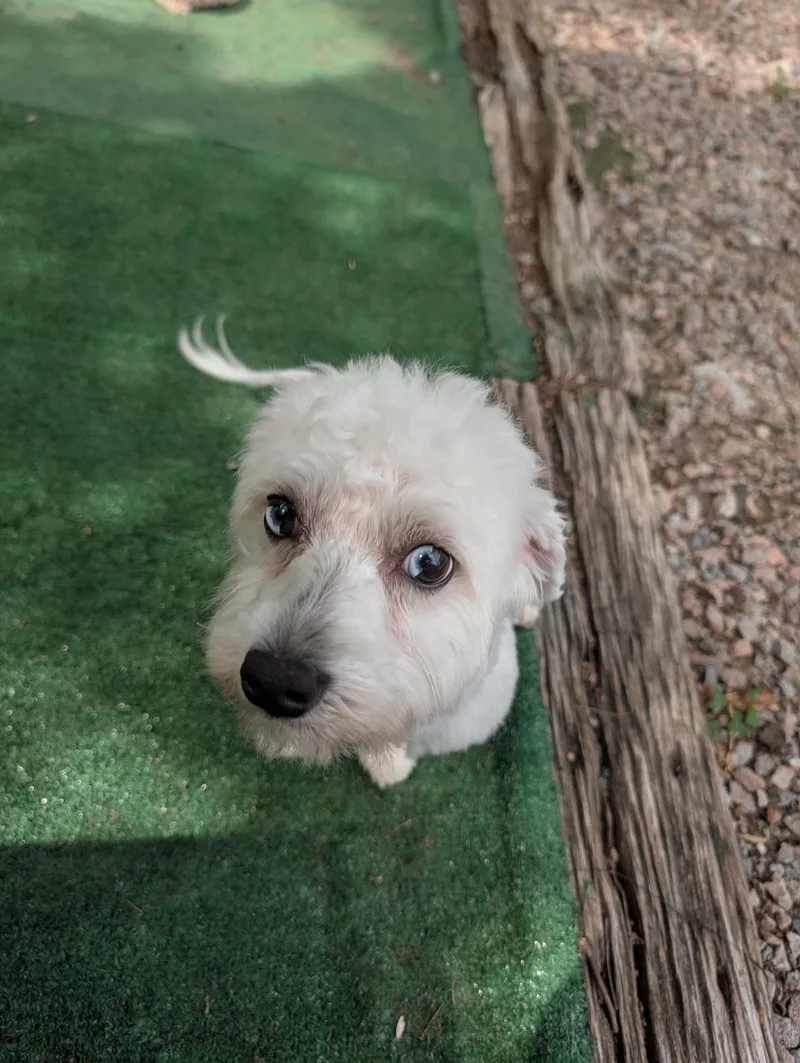 A young small-sized male Bichon Frise dog named Disco for adoption in Richmond, VA