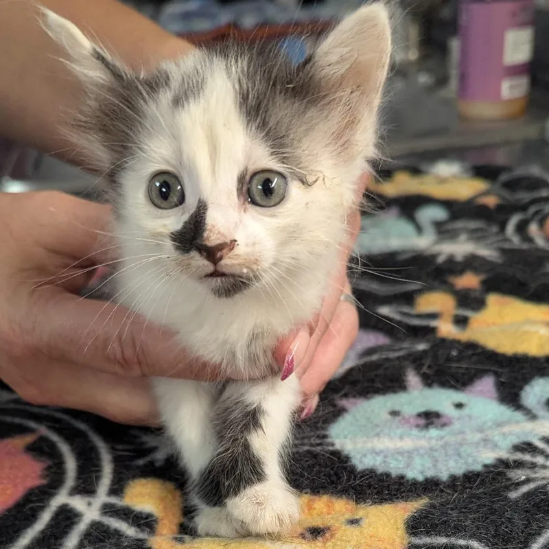 A baby small-sized female Domestic Long Hair cat named May for adoption in Brighton, MO