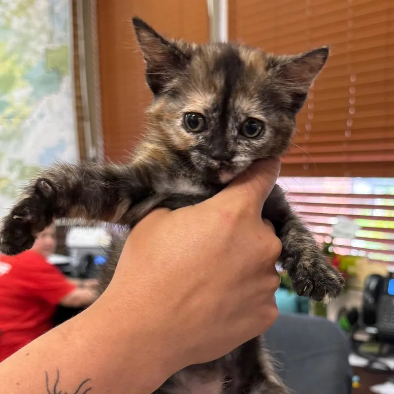 A baby small-sized female Tortoiseshell Domestic Short Hair cat named Cadie for adoption in Birmingham, AL