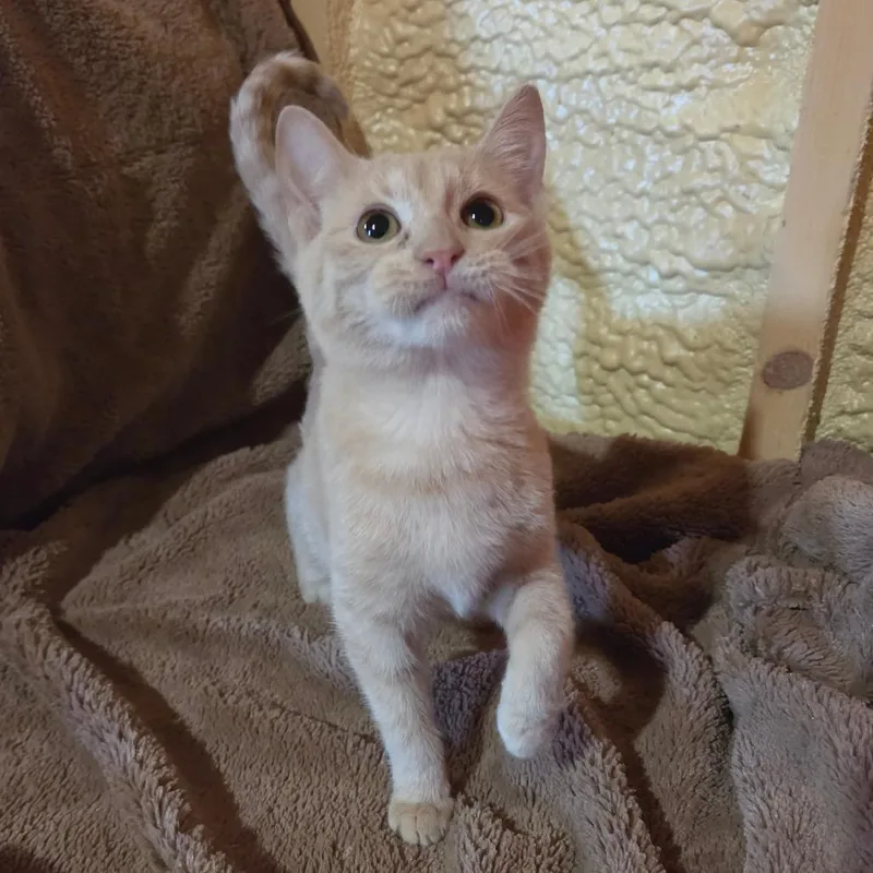 A baby small-sized female Buff / Tan / Fawn Domestic Short Hair cat named Leda for adoption in Park Falls, WI