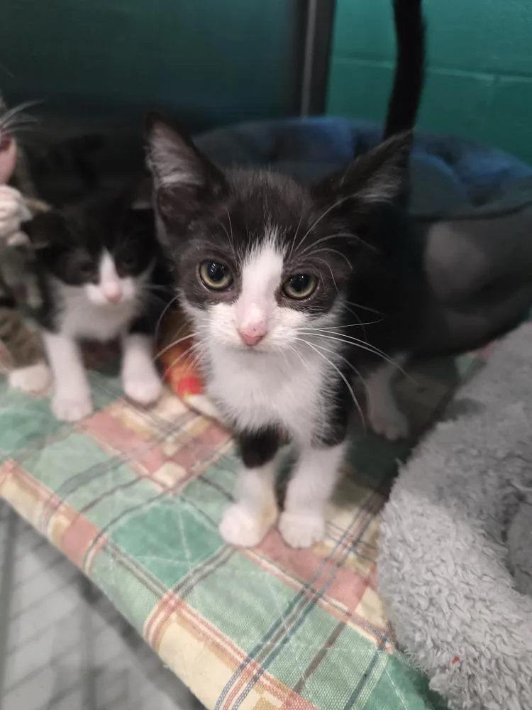 A baby small-sized male Domestic Medium Hair cat named Geraldo for adoption in Wellington, KS