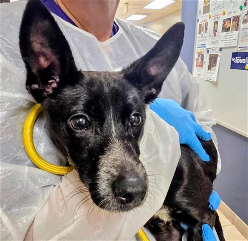 A baby small-sized male Chihuahua dog named Squirrel for adoption in Conroe, TX