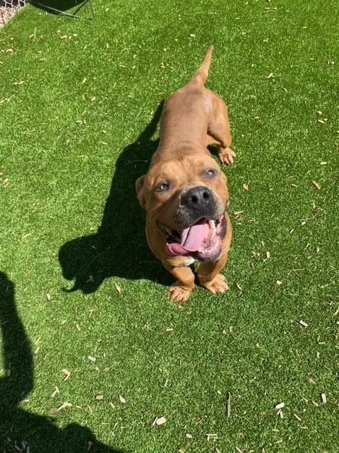 A young medium-sized male Cane Corso dog named Kilo for adoption in Albuquerque, NM