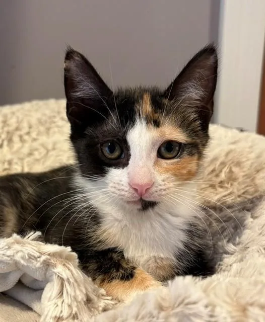 A baby medium-sized female Calico Domestic Short Hair cat named Emmy for adoption in Little Falls, NJ