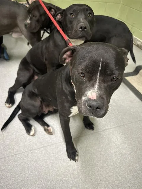 A young medium-sized female Pit Bull Terrier dog named Pheobe for adoption in Indianapolis, IN