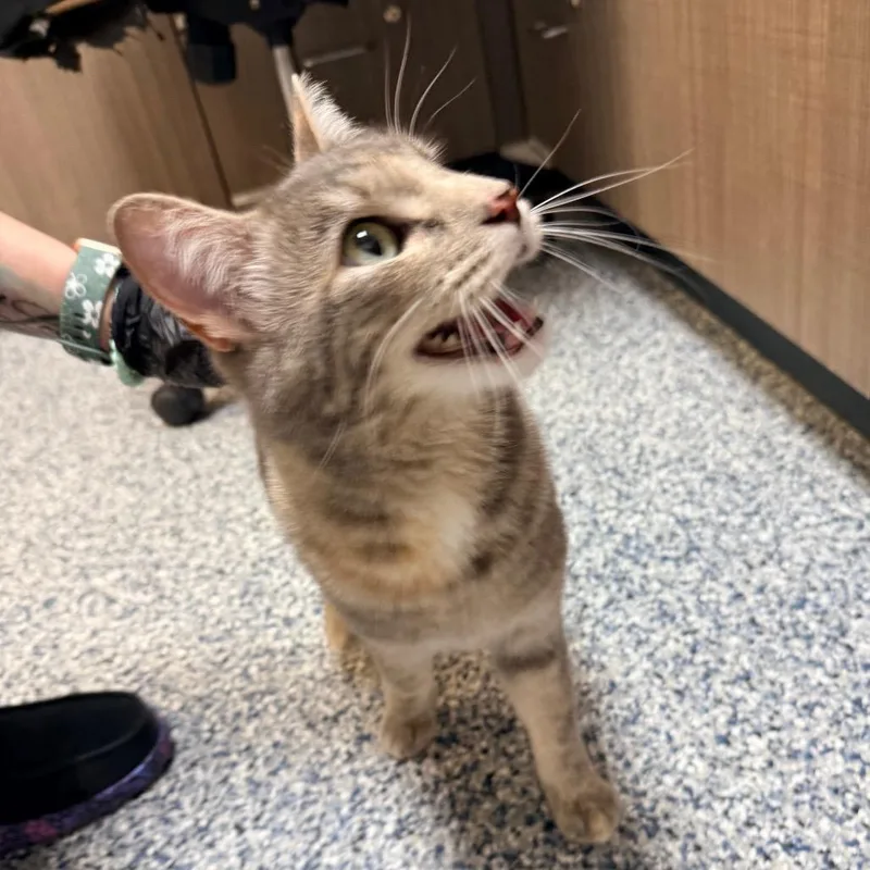 An adult large-sized female Gray / Blue / Silver Domestic Short Hair cat named Obie for adoption in Great Falls, MT