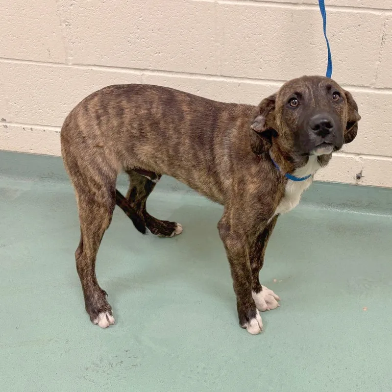 A young medium-sized male Brindle Mixed Breed dog named Holden for adoption in Memphis, TN