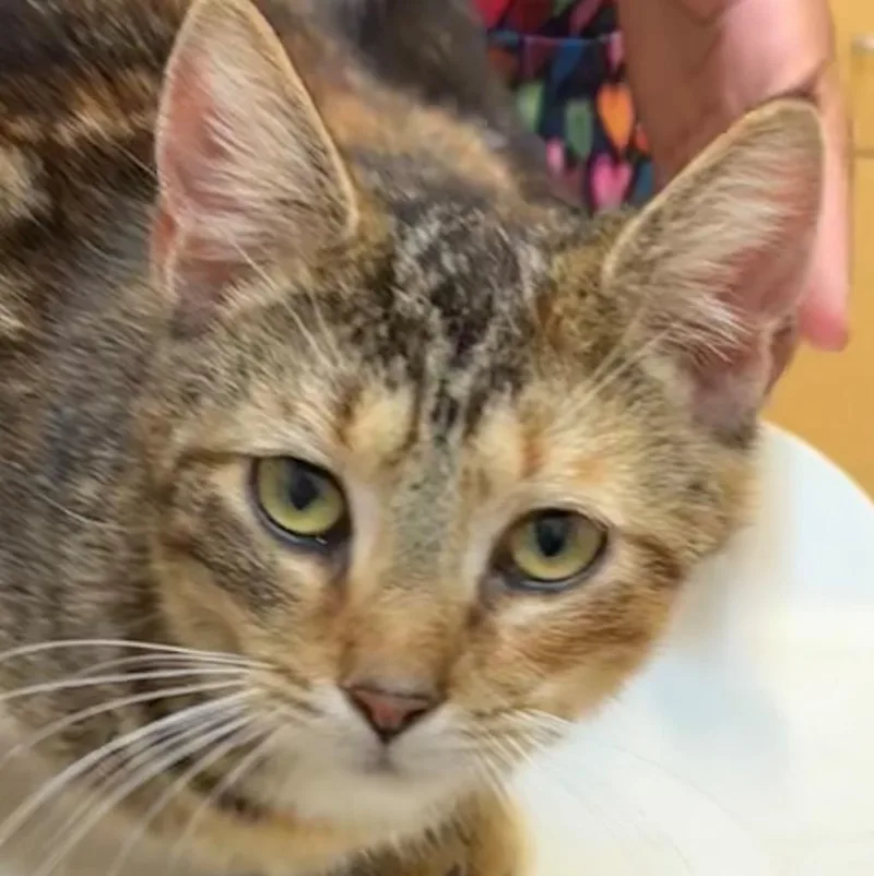 A baby small-sized female Domestic Short Hair cat named Auggie for adoption in Elizabethton, TN