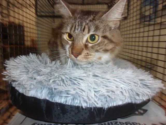 An adult large-sized female Domestic Long Hair cat named Millie for adoption in Van Nuys, CA