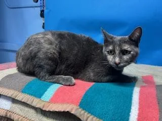 An adult medium-sized female Domestic Short Hair cat named Raspberry for adoption in Gardena, CA