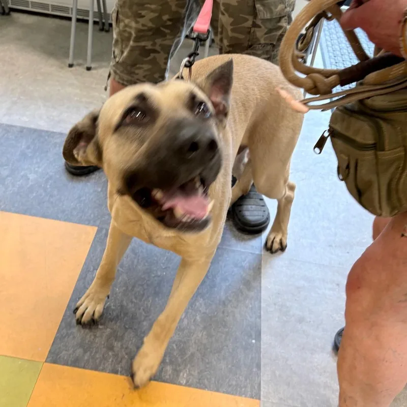 An adult medium-sized male Yellow / Tan / Blond / Fawn Mixed Breed dog named Samuel for adoption in Philadelphia, PA