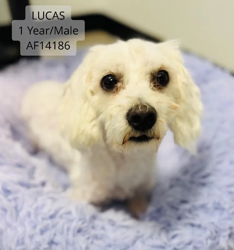 An adult small-sized male White / Cream Maltese dog named Lucas for adoption in Supply, NC