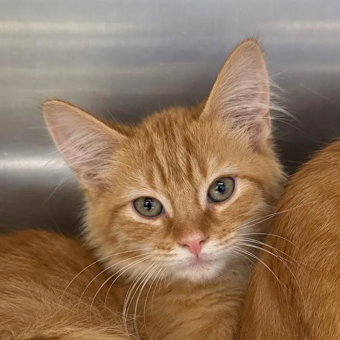 A baby small-sized male Domestic Short Hair cat named Rick for adoption in Corbin, KY