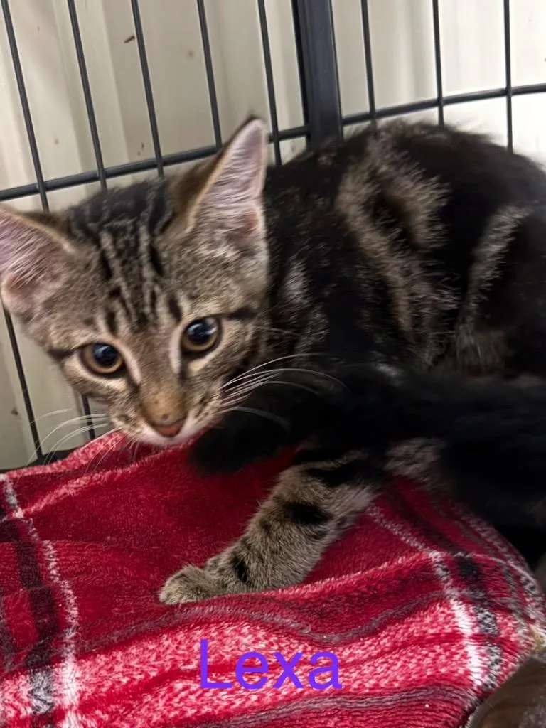 A baby small-sized female Domestic Short Hair cat named Lexa for adoption in Saint Francisville, LA