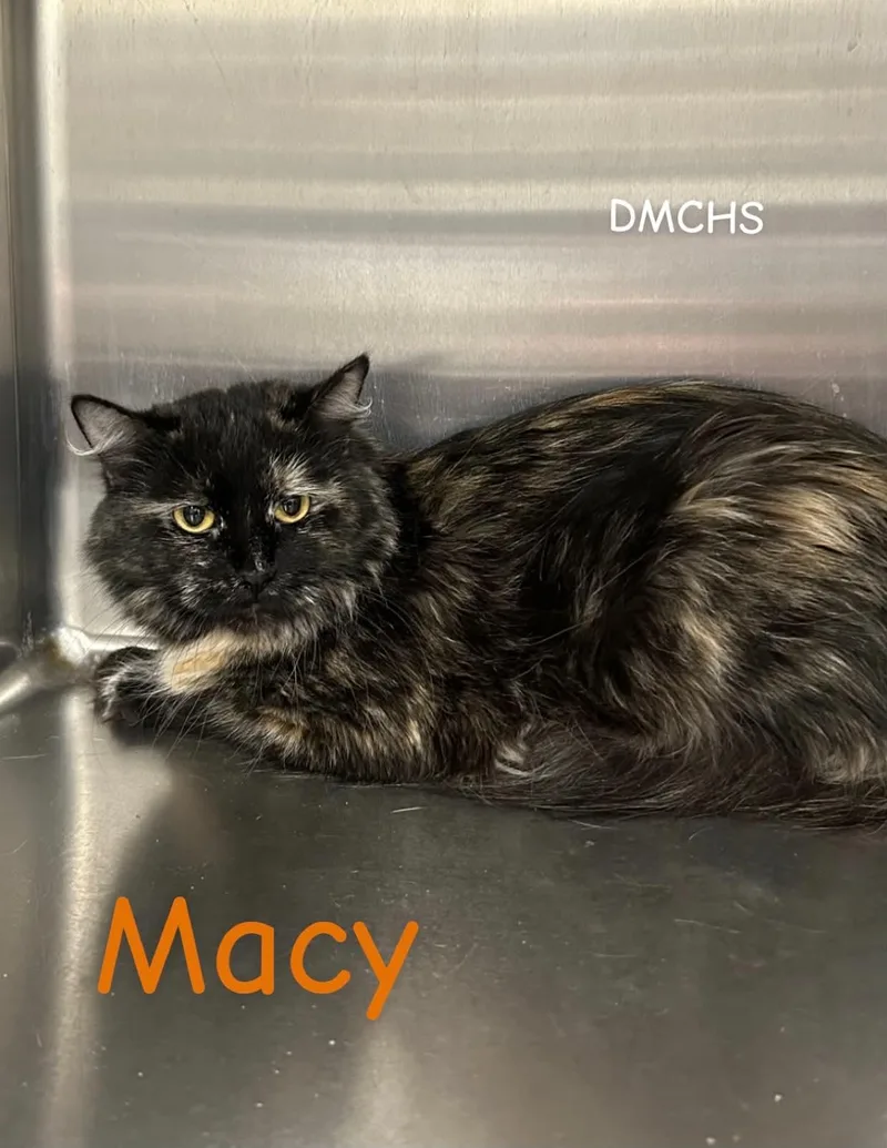 Macy thumbnail 4