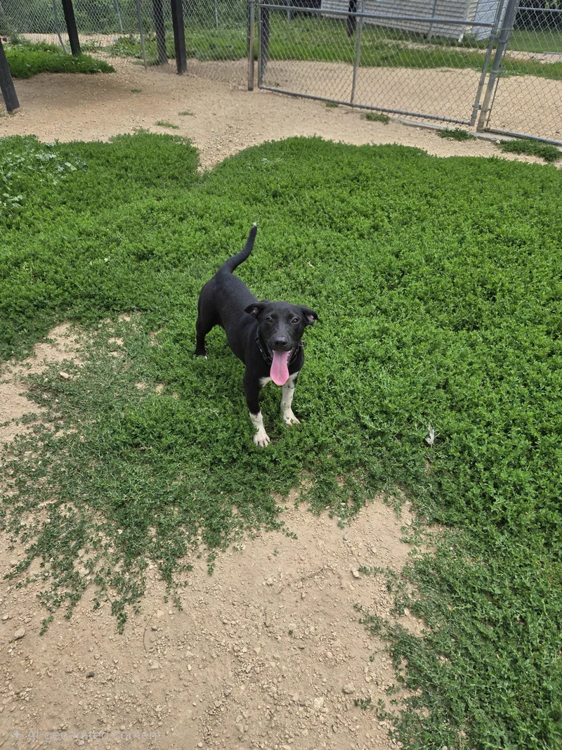 A young medium-sized female Black Labrador Retriever dog named Curly for adoption in Maquoketa, IA