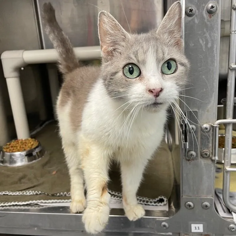 A senior medium-sized female Domestic Short Hair cat named Frisky for adoption in Roanoke, VA