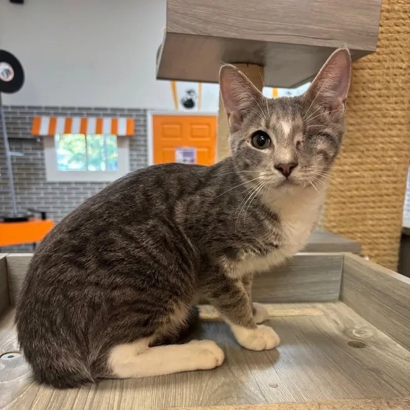 A baby medium-sized male Tabby (Gray / Blue / Silver) Domestic Short Hair cat named Lil Grey at Fat for adoption in Tallahassee, FL