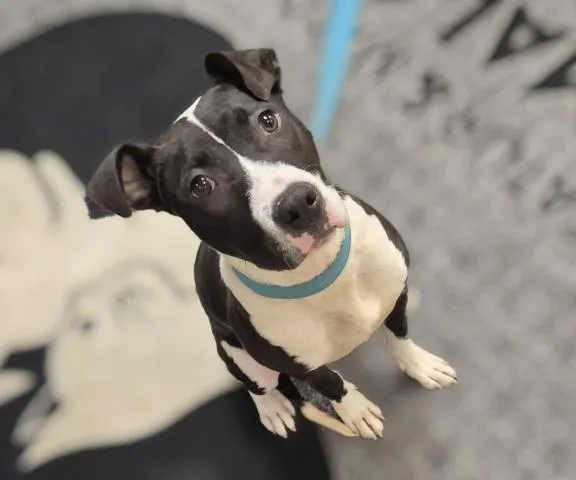 A young small-sized male Pit Bull Terrier dog named Fudge Pup for adoption in Decatur, IL