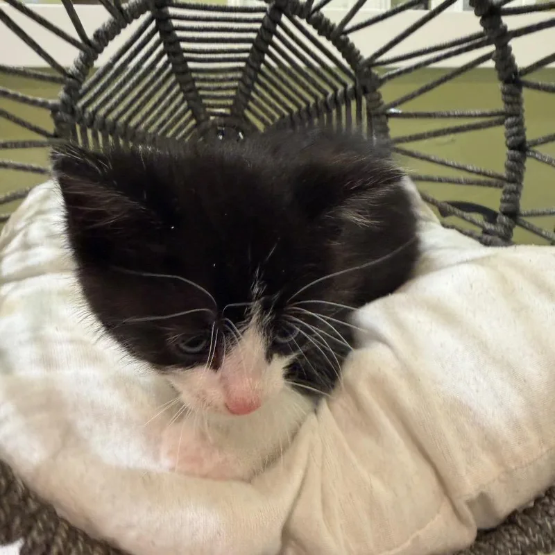 A baby small-sized male Black Domestic Medium Hair cat named Lawrence Olivier for adoption in Flower Mound, TX