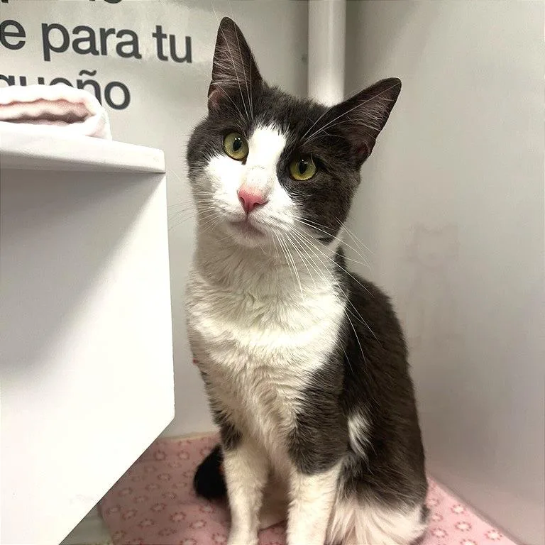 An adult large-sized male Domestic Short Hair cat named Noisewise for adoption in Los Angeles, CA