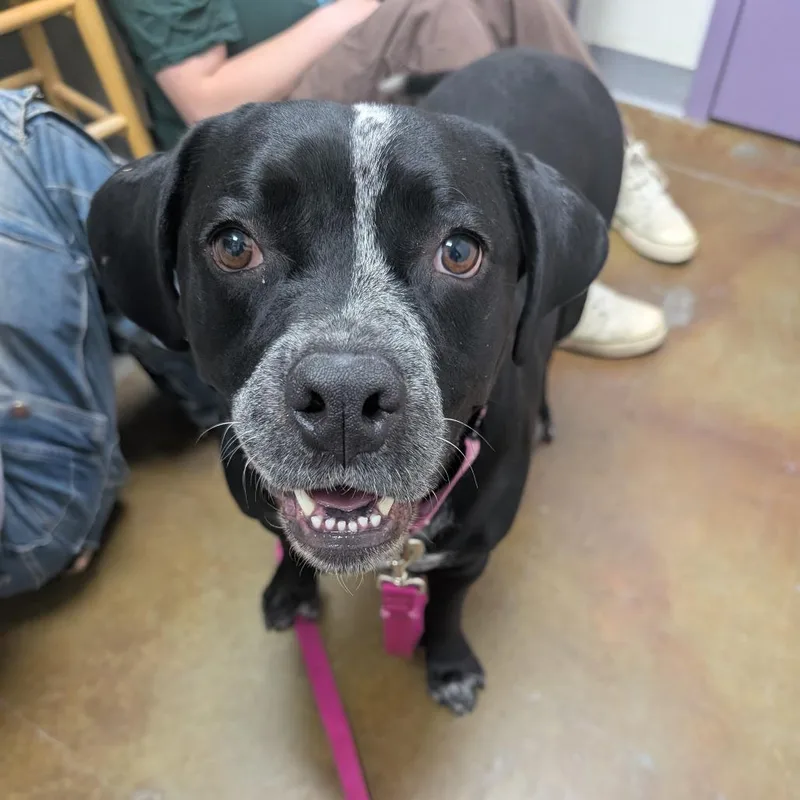 An adult medium-sized female Black Pit Bull Terrier dog named Stray Hold Sage for adoption in Albuquerque, NM