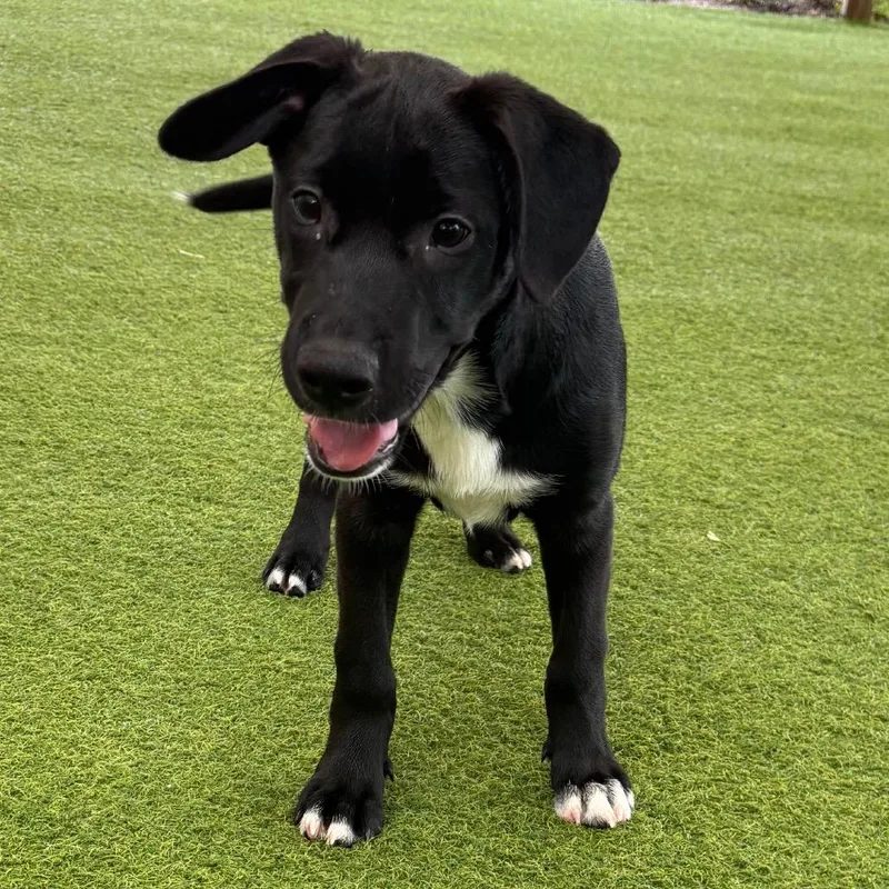 A young small-sized female Black Mixed Breed dog named Betty for adoption in LOXAHATCHEE, FL
