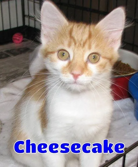Cheesecake thumbnail 5