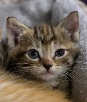 A baby medium-sized female Tabby (Brown / Chocolate) Domestic Short Hair cat named Keeley for adoption in Johnson City, TN
