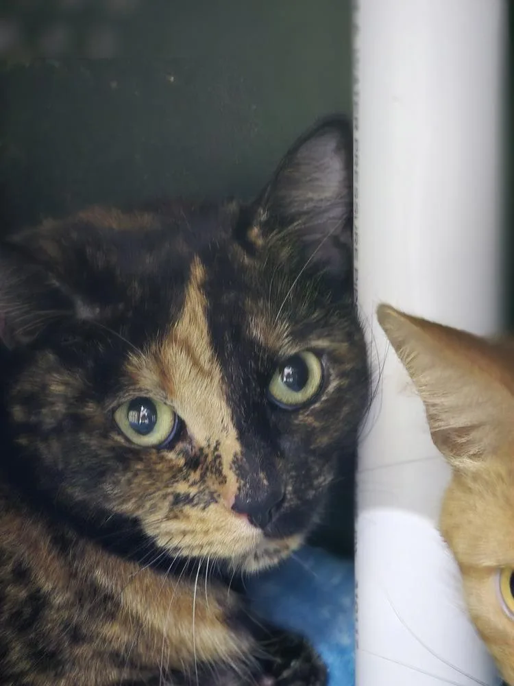 An adult medium-sized female Domestic Short Hair cat named Kc for adoption in Mishawaka, IN