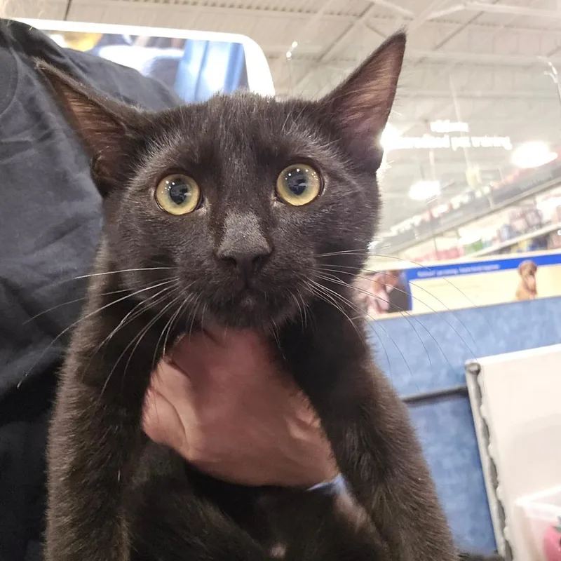 A baby medium-sized male Black Domestic Short Hair cat named Purrfessor for adoption in Williston, FL