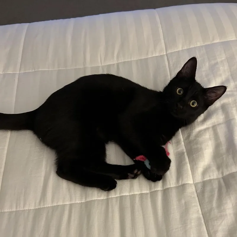 Purrfessor thumbnail 4