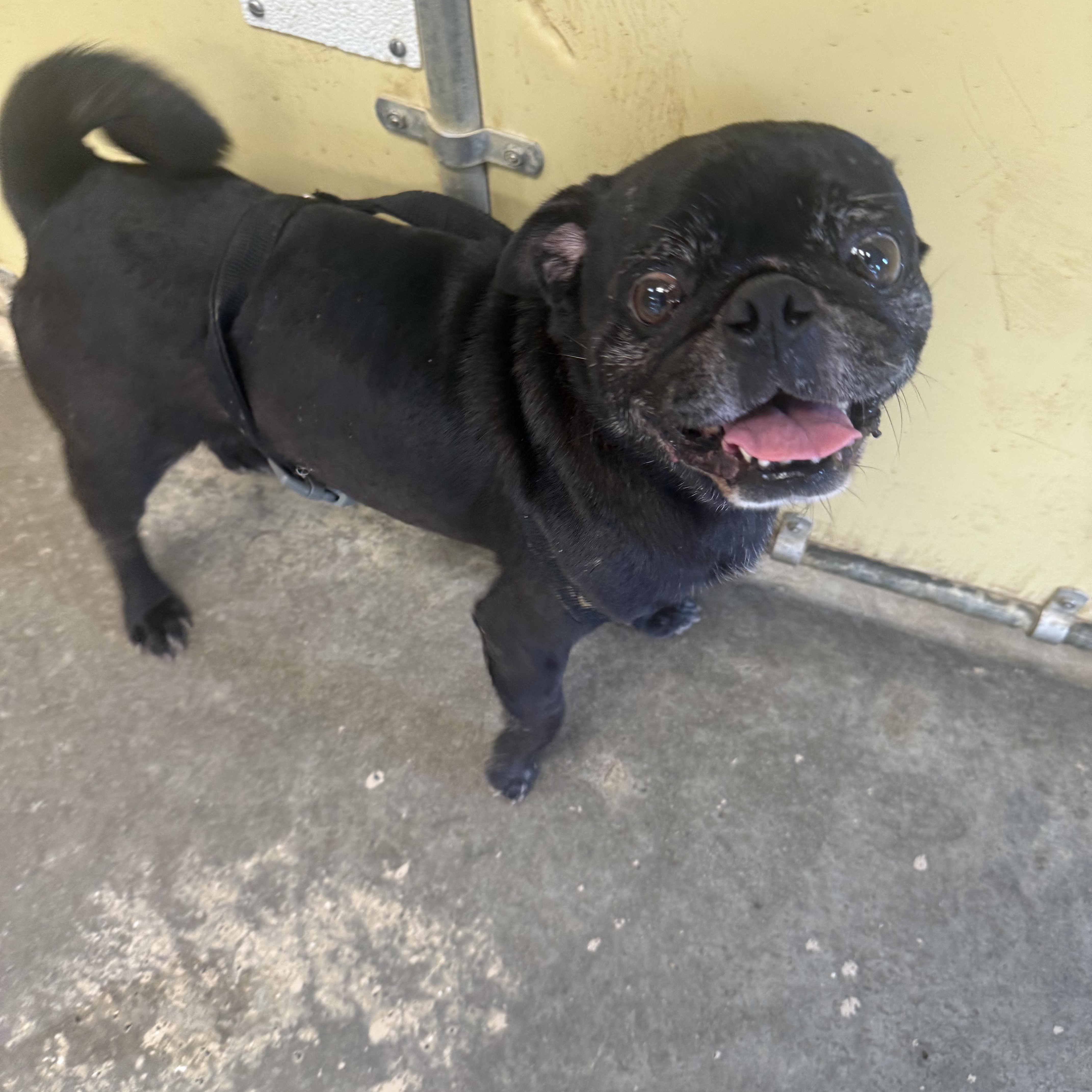 An adult medium-sized male Black Pug dog named Elvis for adoption in Xenia, OH
