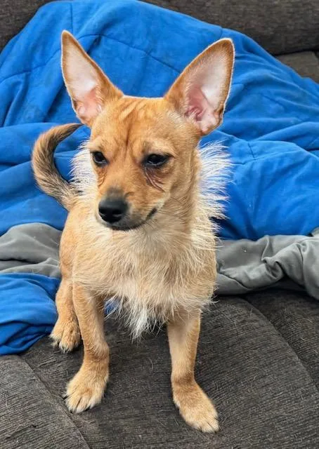 A young small-sized female Yellow / Tan / Blond / Fawn Chihuahua dog named Chalupa for adoption in Irmo, SC